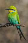 Swallow-tailed bee-eater posing in southern Africa Art Print
